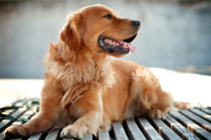 Golden Retriever Dog1233814909 300x200 - Golden Retriever Dog - Sumatran, Retriever, Golden, Dog